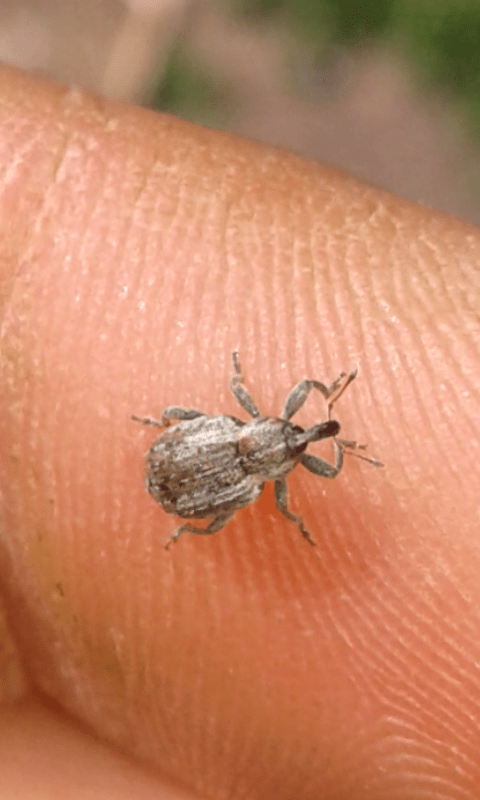 Curculionidae : Hypera sp.?